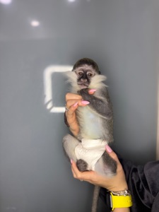 Ручна верветка