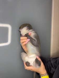 Ручна верветка