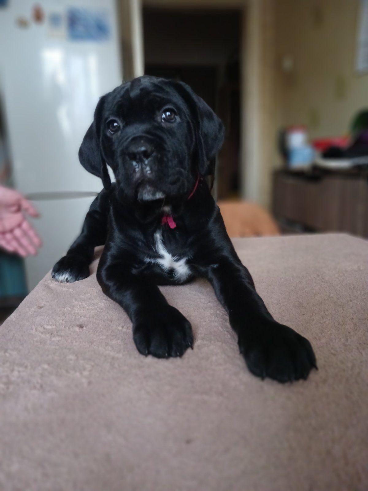 цуценята кане корсо