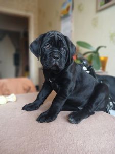 цуценята кане корсо