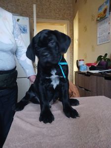 цуценята кане корсо