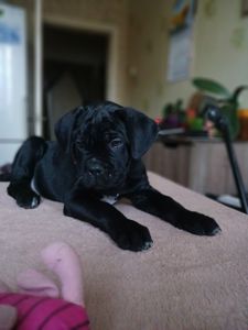 цуценята кане корсо