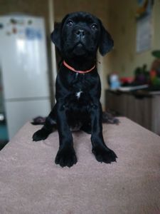 цуценята кане корсо