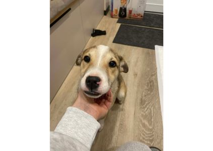 Терміново! Цей пост – останній шанс знайти родину❗