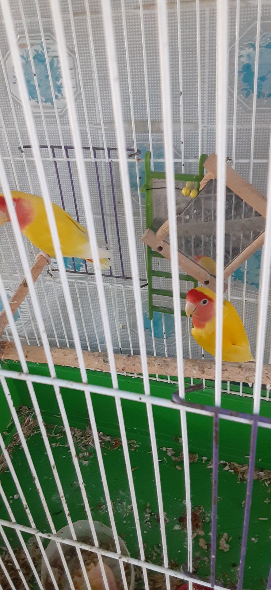 Нерозлучники