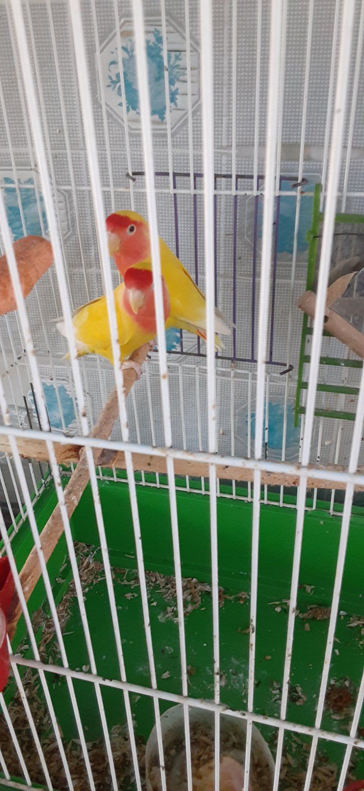 Нерозлучники