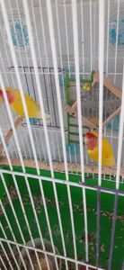 Нерозлучники