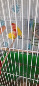 Нерозлучники