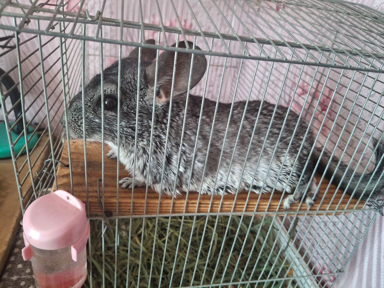Віддам шиншилу в добрі руки з кліткою