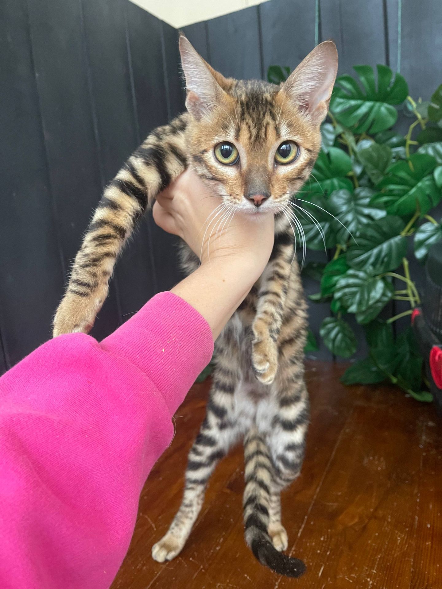 Тойгер дівчина Інді