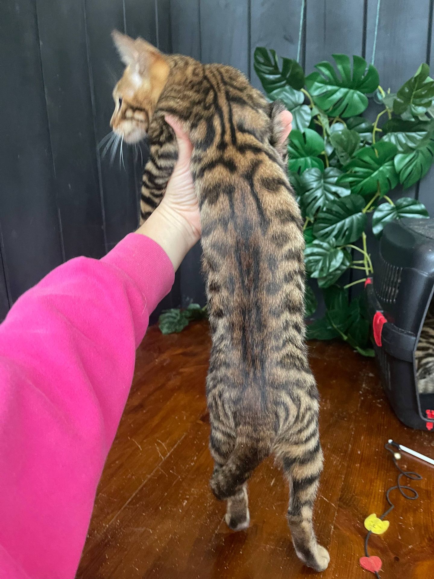 Тойгер дівчина Інді