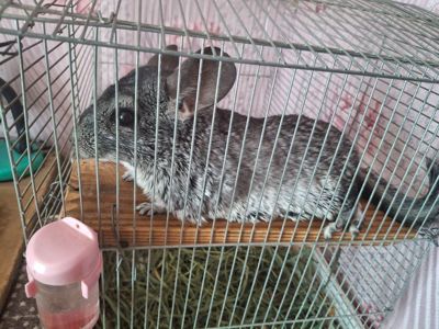 Віддам шиншилу в добрі руки з кліткою