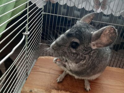 Віддам шиншилу в добрі руки з кліткою