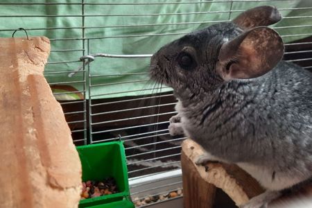 Віддам шиншилу в добрі руки з кліткою