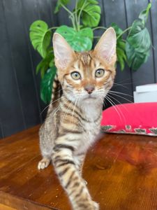 Котик породи Тойгер