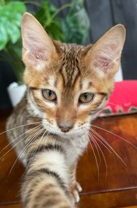 Котик породи Тойгер