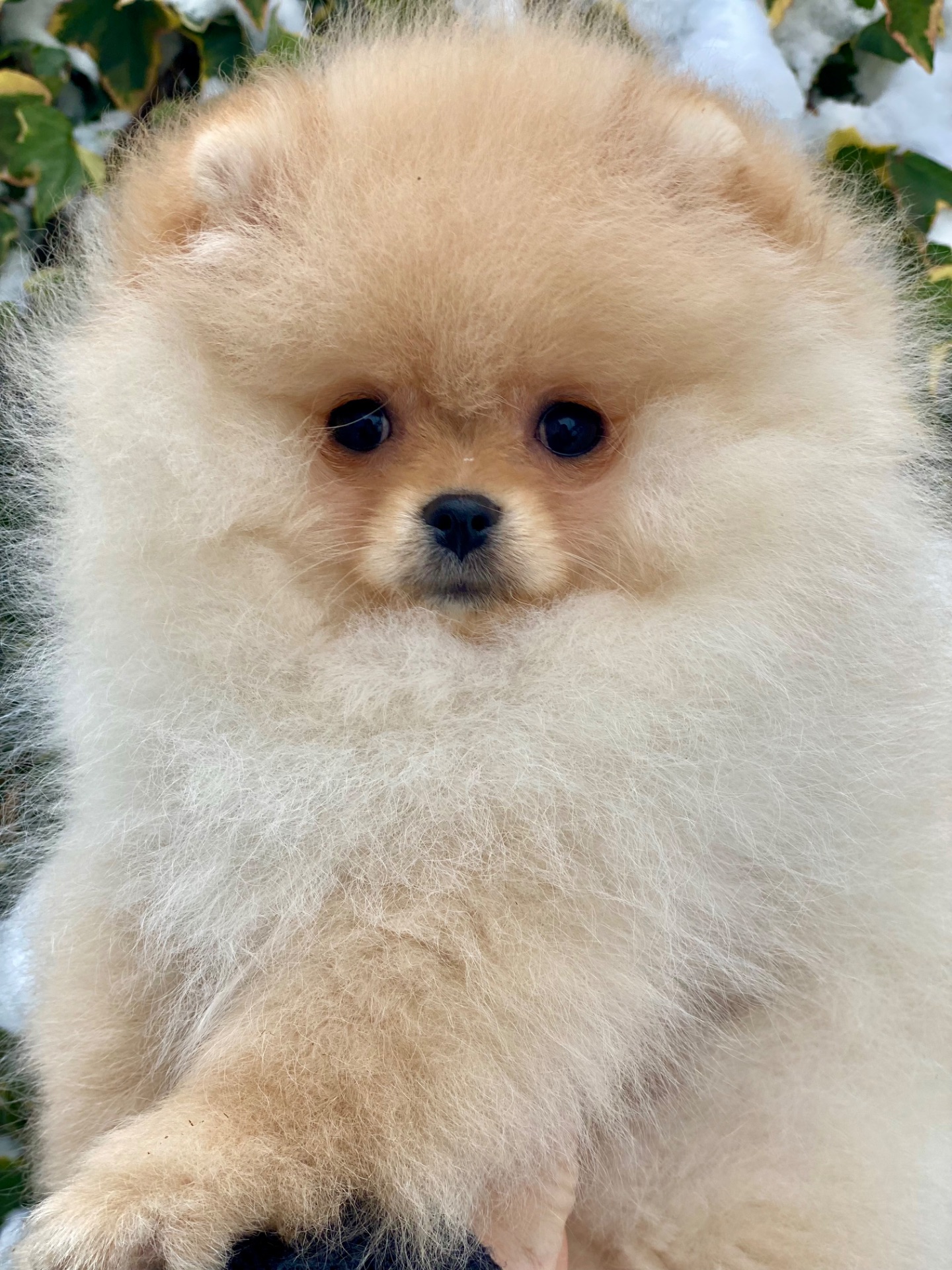 Дівчинка міні шпіц