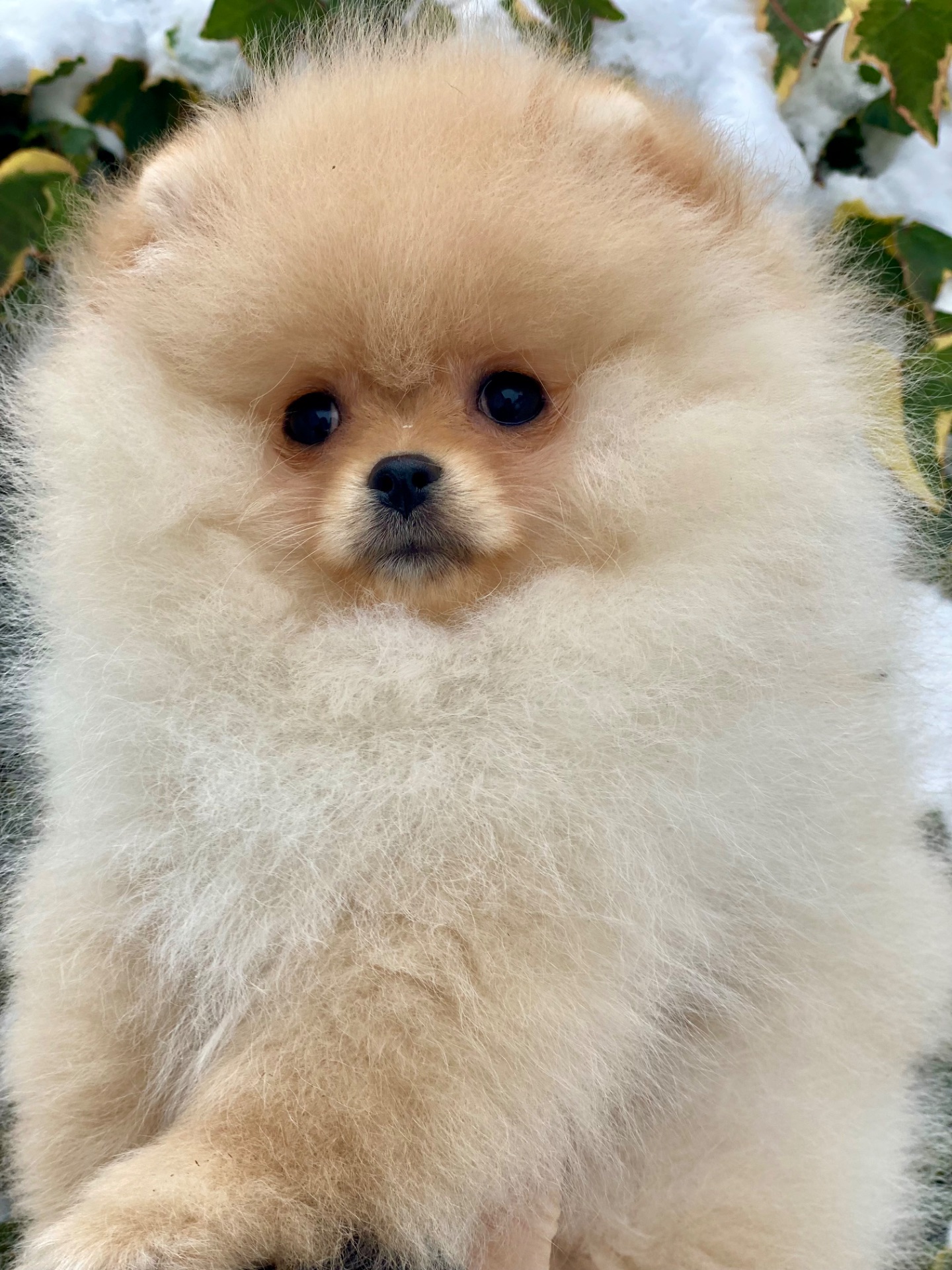 Дівчинка міні шпіц