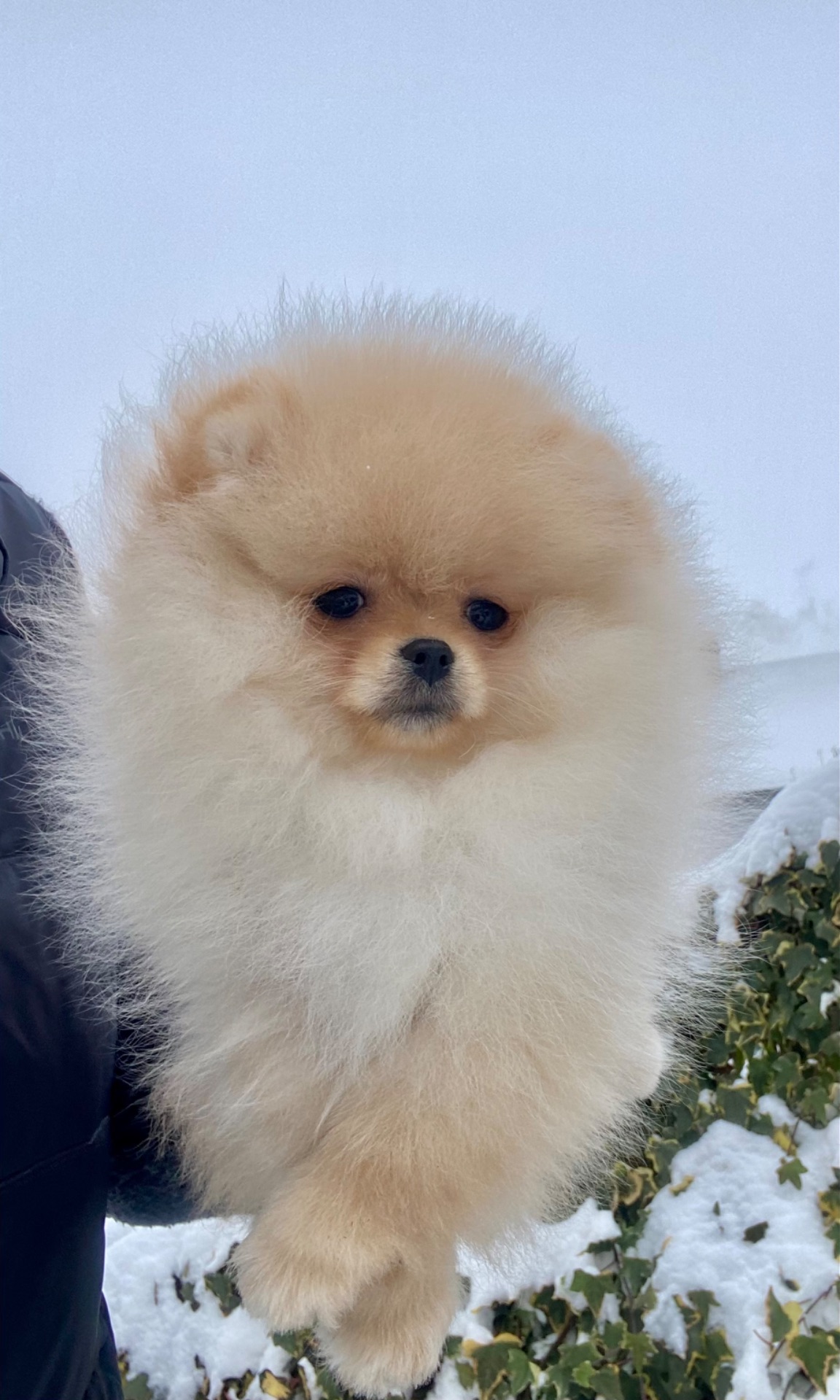 Дівчинка міні шпіц