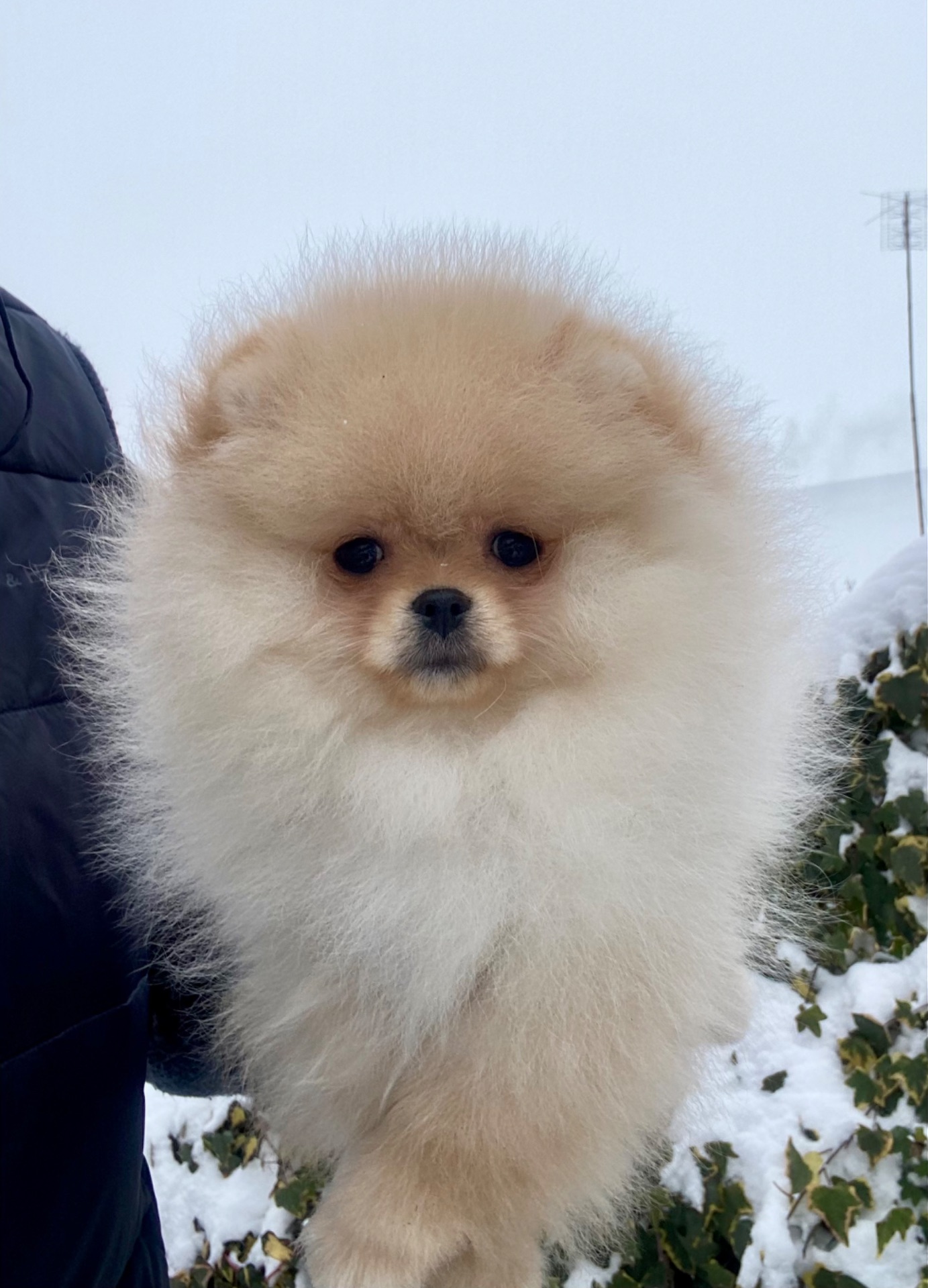 Дівчинка міні шпіц