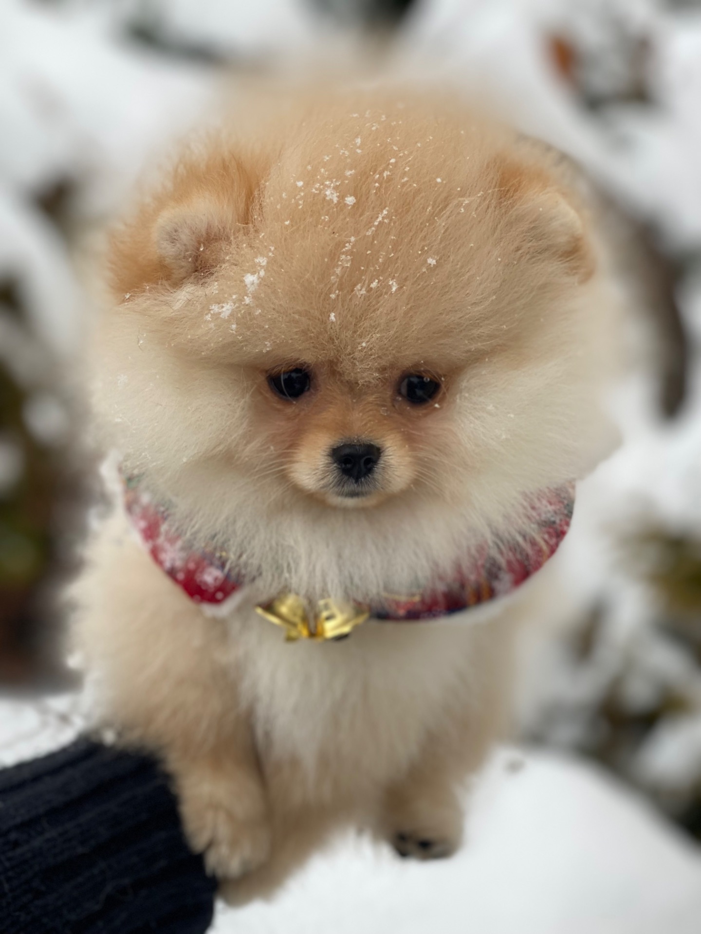 Померанський шпіц міні дівчинка