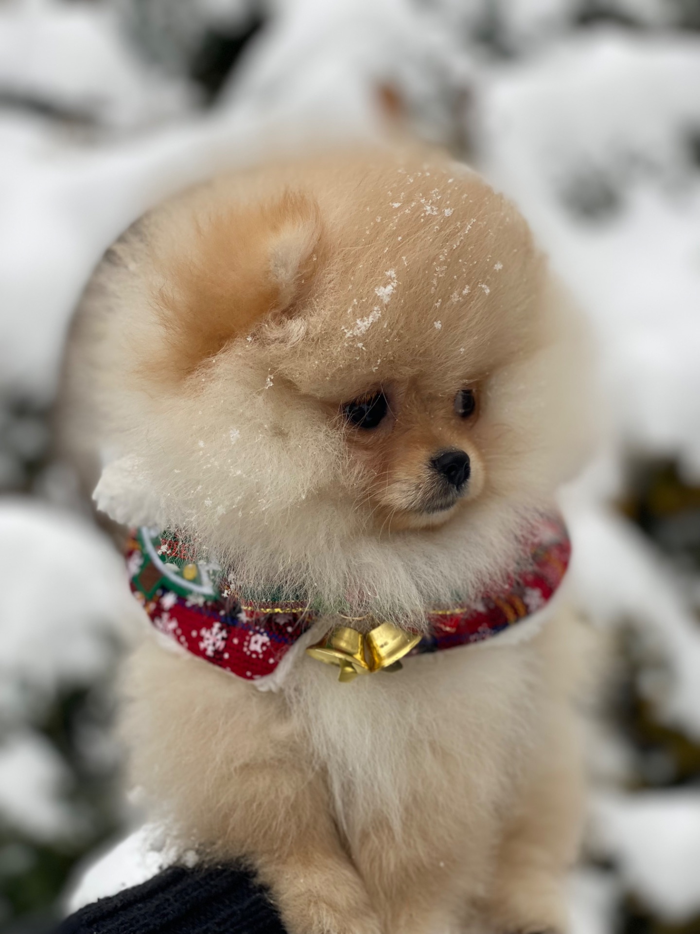 Померанський шпіц міні дівчинка