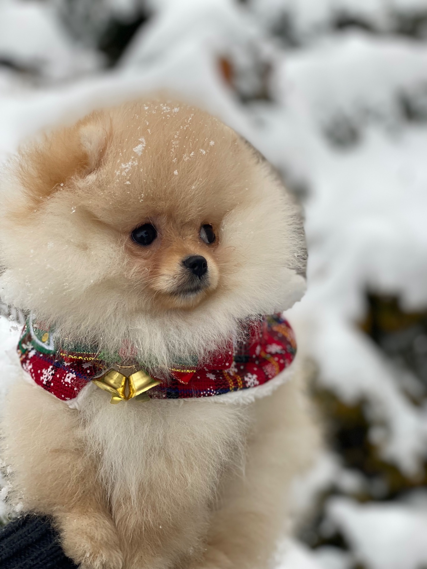 Померанський шпіц міні дівчинка