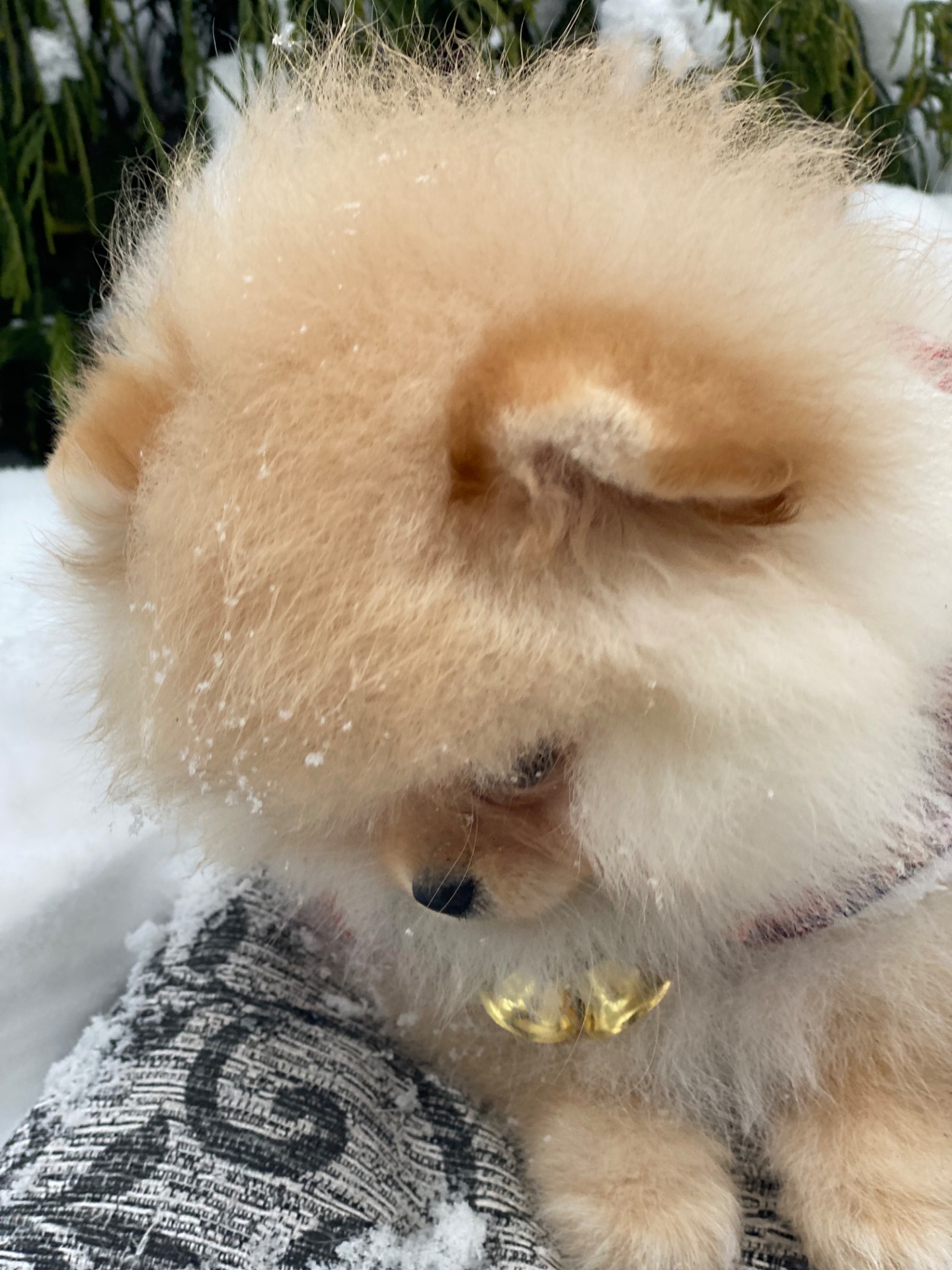 Померанський шпіц міні дівчинка