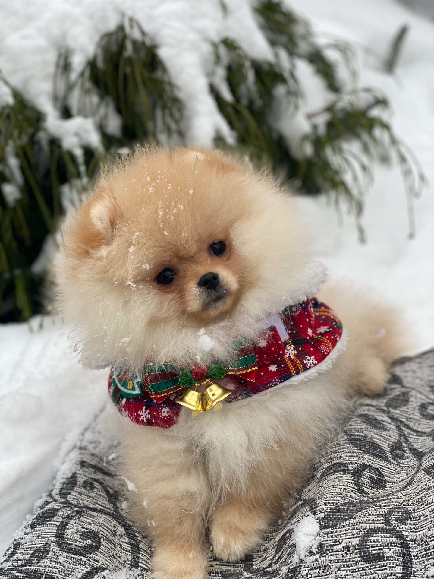 Померанський шпіц міні дівчинка