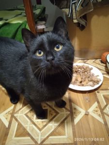 Черный бездомный котик