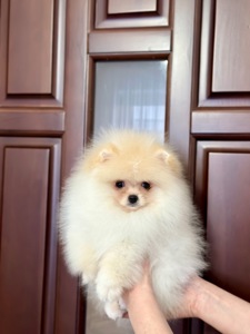 Цуценя померанський шпіц хлопчик