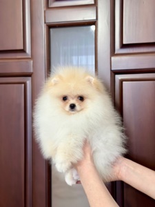 Цуценя померанський шпіц хлопчик