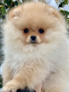 Дівчинка міні шпіц