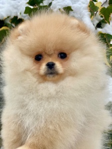 Дівчинка міні шпіц