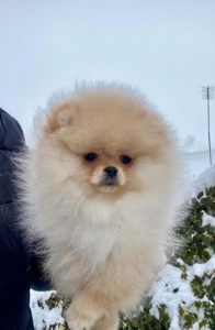 Дівчинка міні шпіц