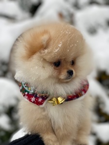 Померанський шпіц міні дівчинка