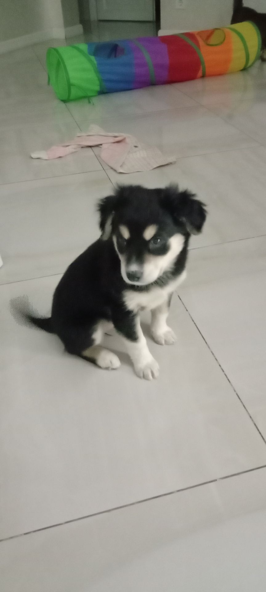 Щеночек-девочка