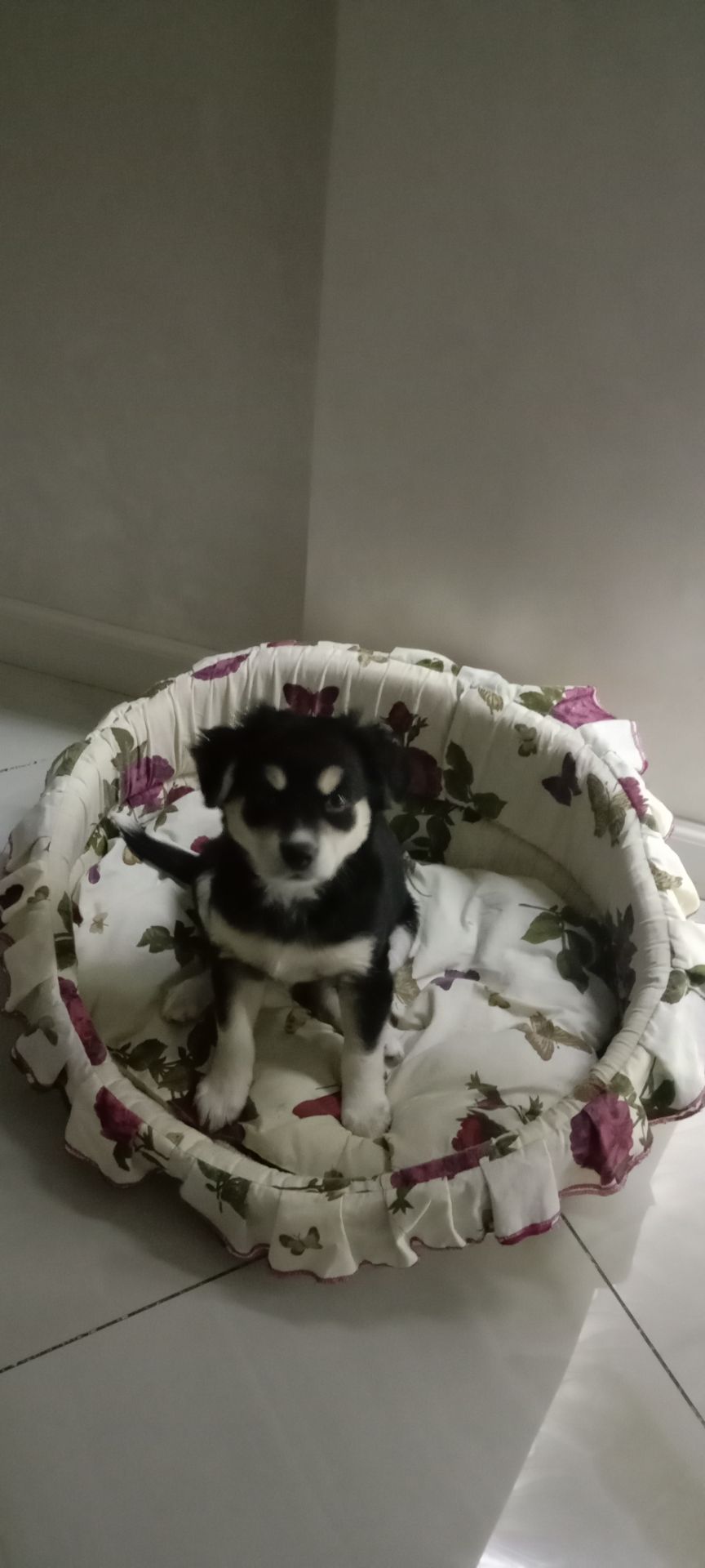 Щеночек-девочка