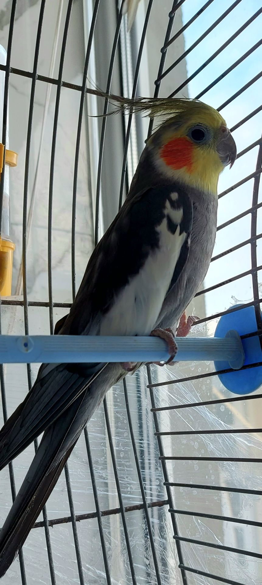 Попугаи корелли