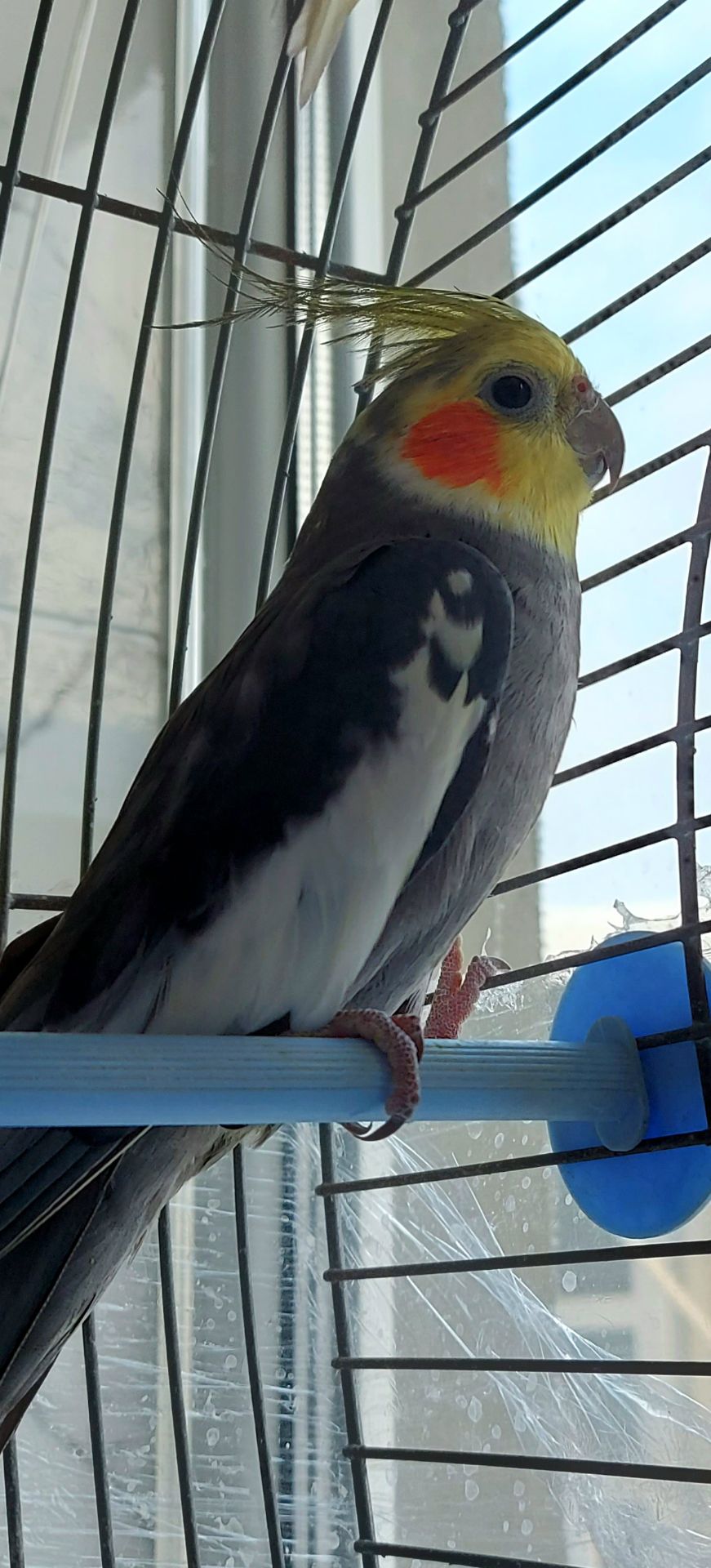 Попугаи корелли