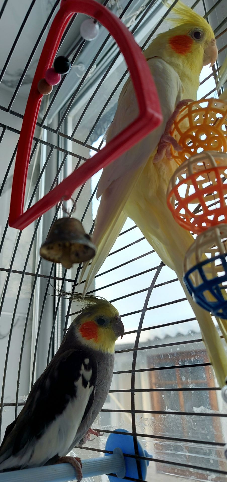 Попугаи корелли