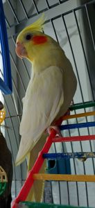 Попугаи корелли