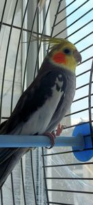 Попугаи корелли