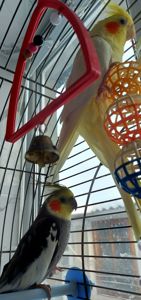 Попугаи корелли