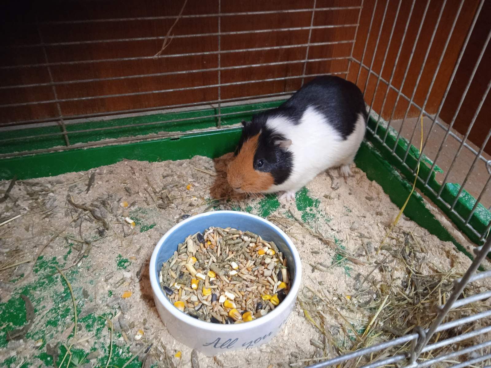 Продам морскую свинку