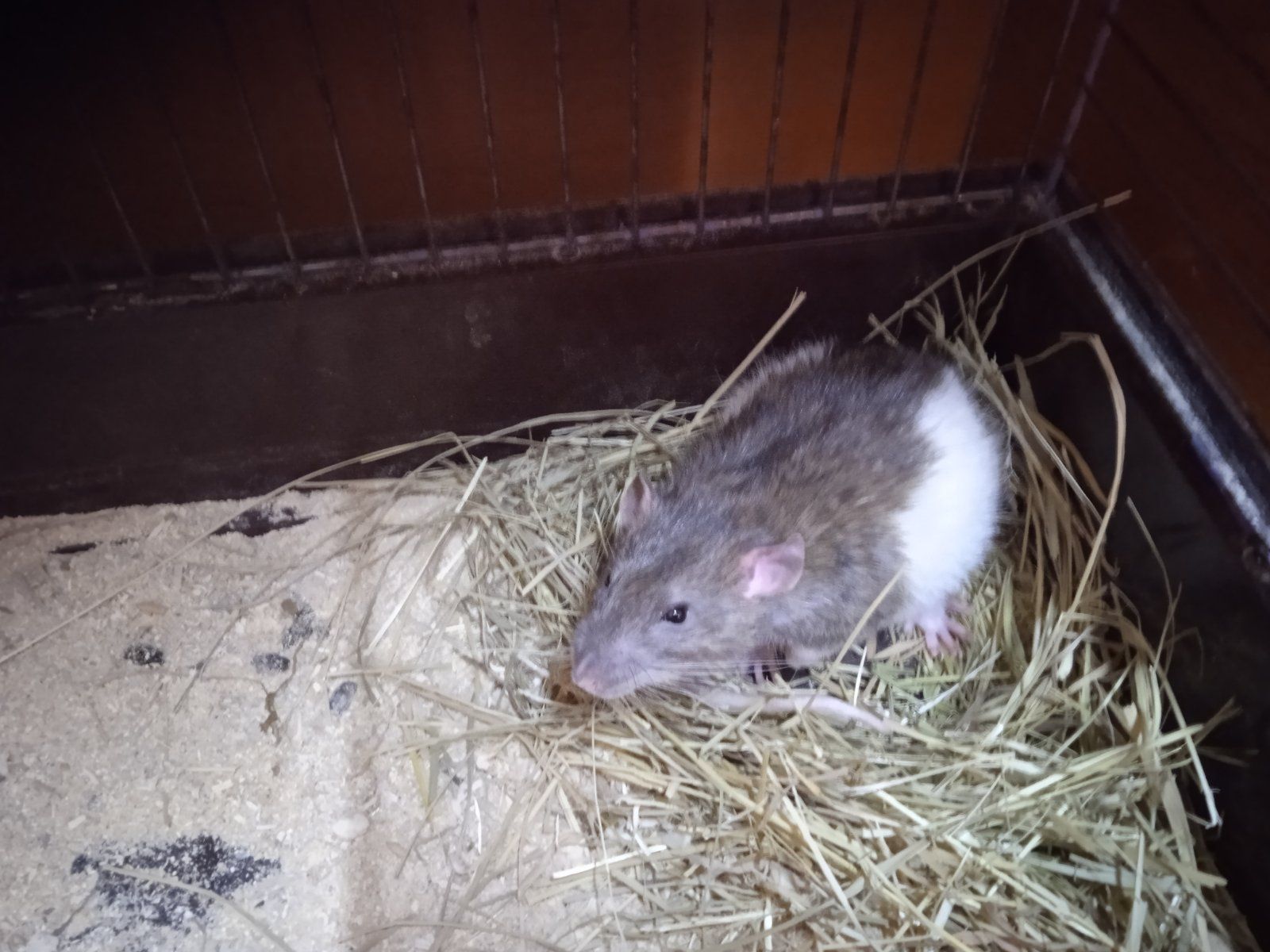 Продам Крису мальчика