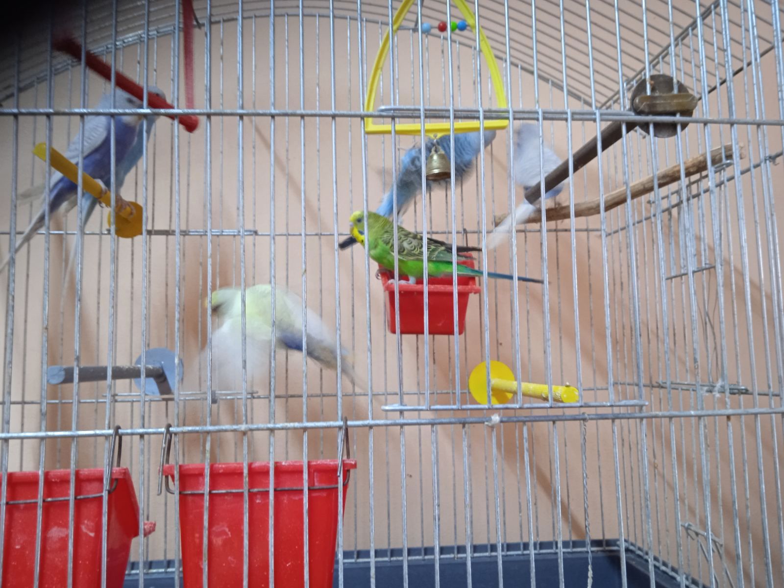 Продам попугай волнистики