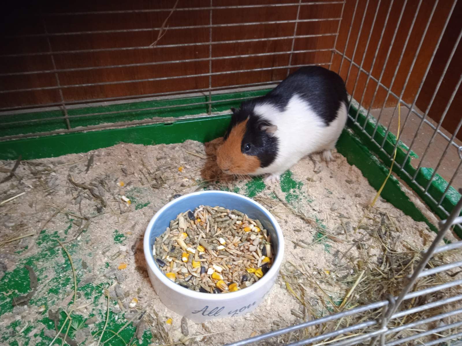 Продам морскую свинку