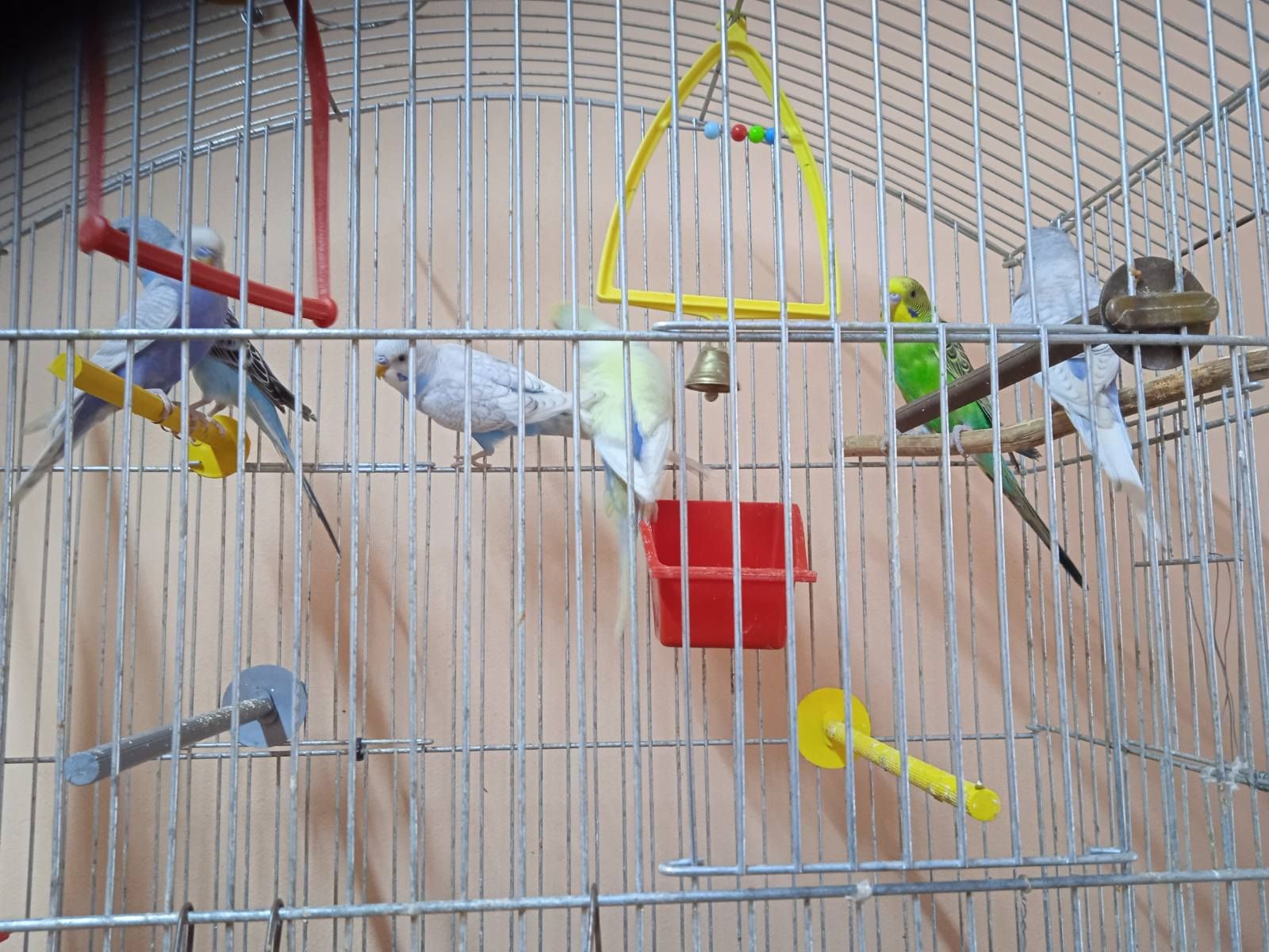 Продам попугай волнистики