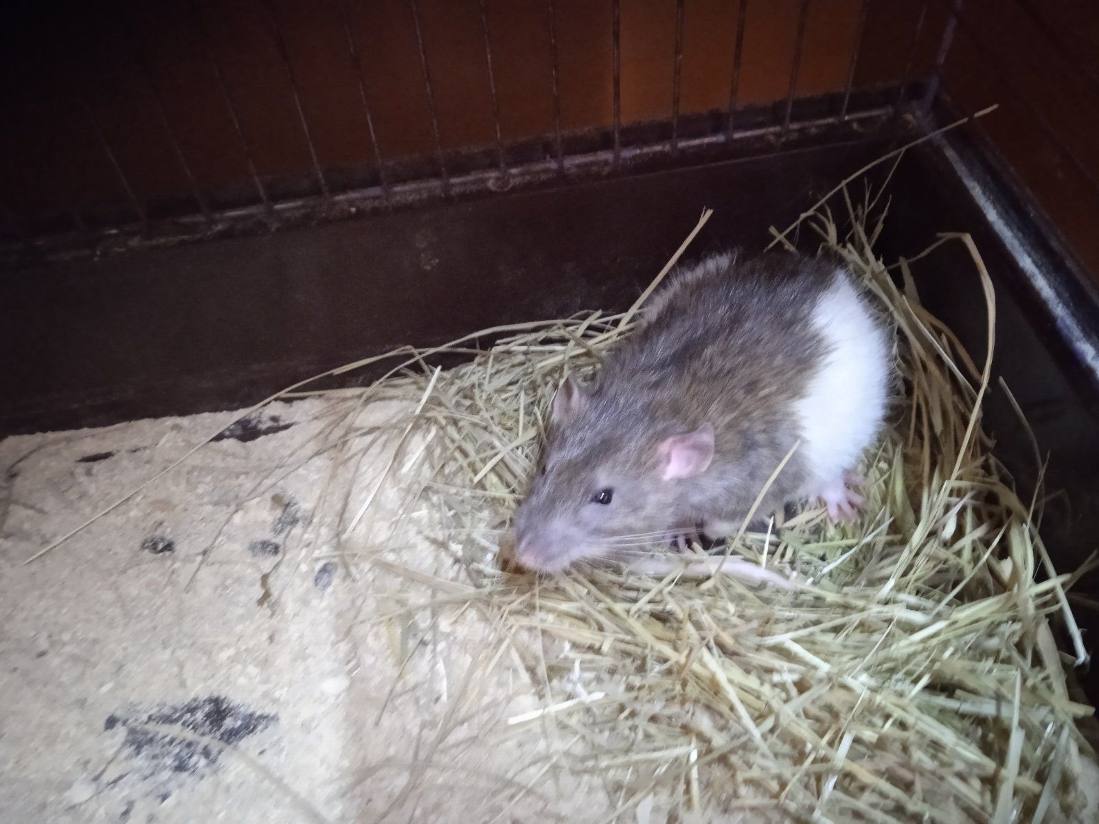 Продам Крису мальчика